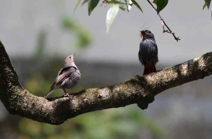 婺源观鸟行之沿途观鸟篇 婺源观鸟行之沿途观鸟篇