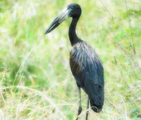 猎奇：奇特的鸟喙之六