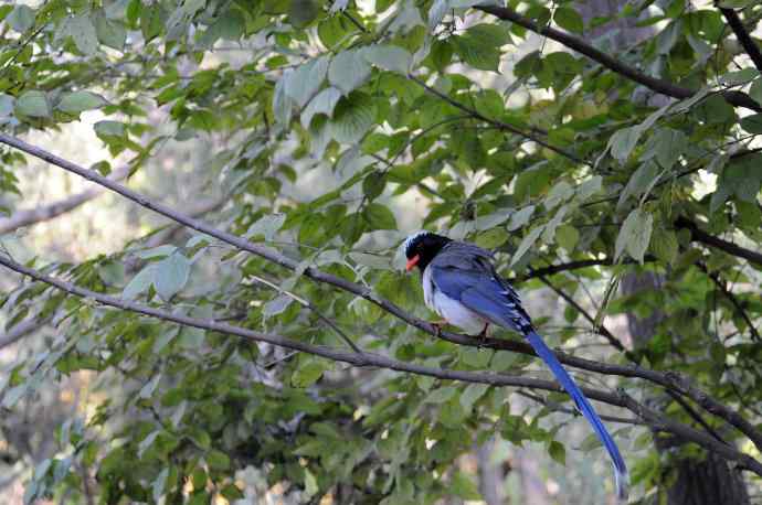 红嘴蓝鹊（7）