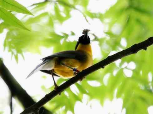 美丽无罪：雀鸟之噪鹛