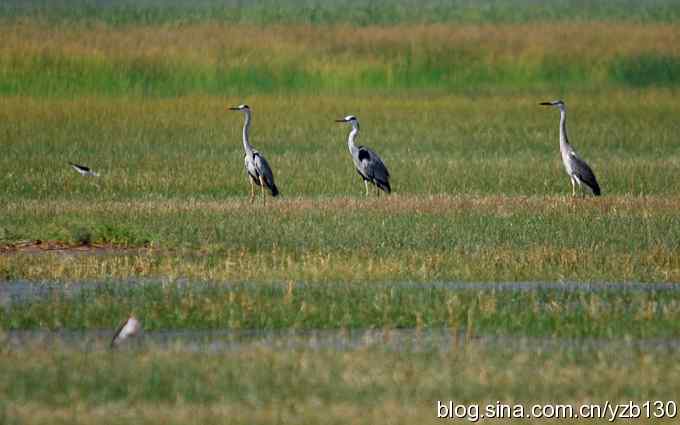 鸟的天堂9鈥斺斘诹核睾５哪信浣牵ㄗ橥迹