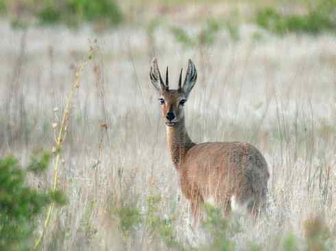麒麟：传说的兽原型探秘（狷羚）
