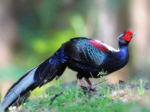 凤凰：传说中的鸟原型探秘（鹇）