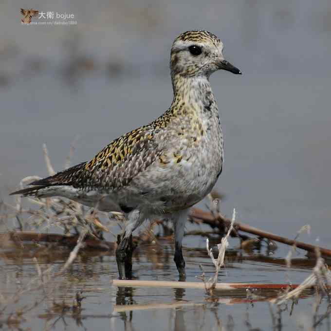 野鸭湖：金斑鸻