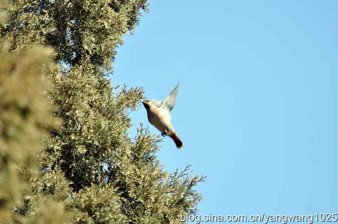 颐和园的收获（欢乐的太平鸟）2