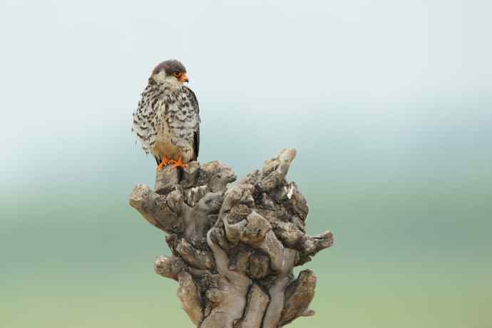 野鸭湖俏皮小隼与新宠白腹鹞