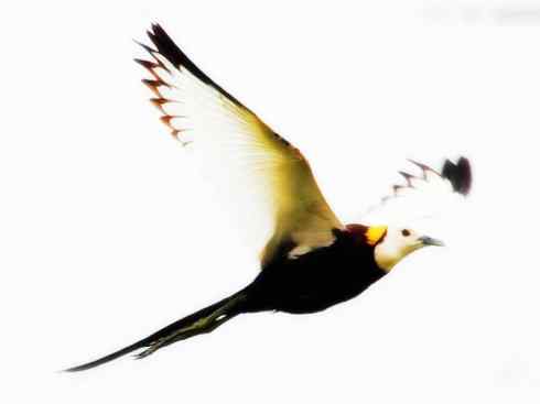 猎奇：长尾鸟雀之五