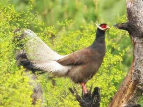 家禽驯化之源之五