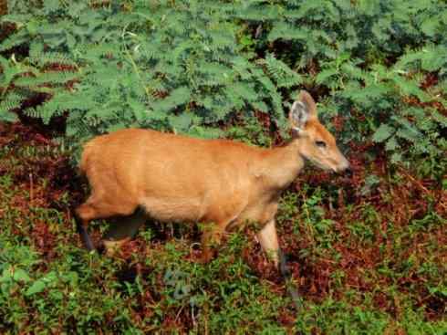 麒麟：传说的兽原型探秘（驼鹿）