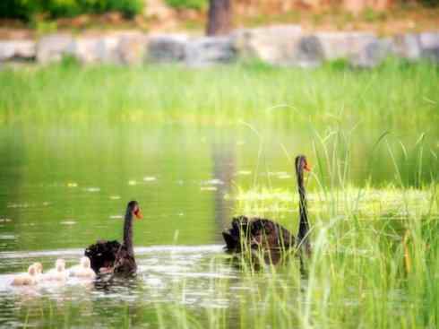 家禽驯化之源之十一