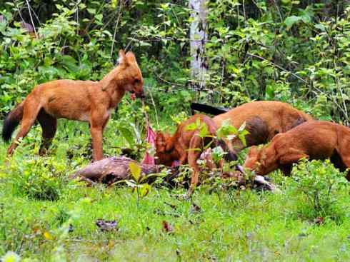 狈：传说的兽原型探秘（豺）