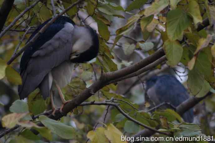 800mm的轻便大炮-望远镜摄影之习作
