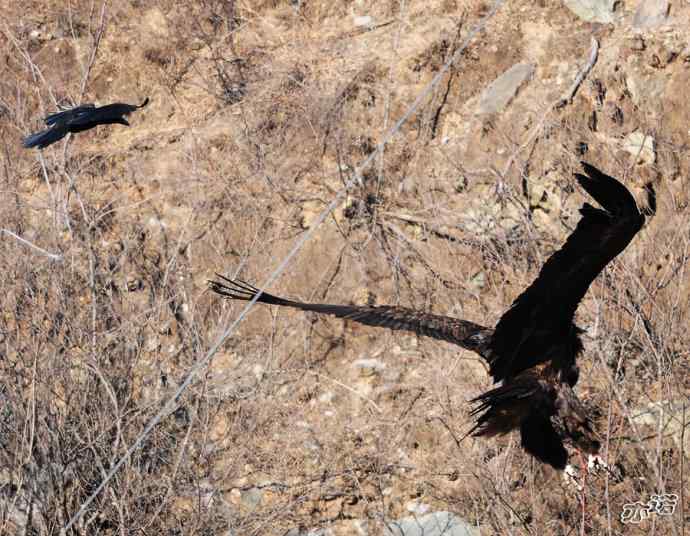 永定河峡谷拍鸟——鸦鹫之逐