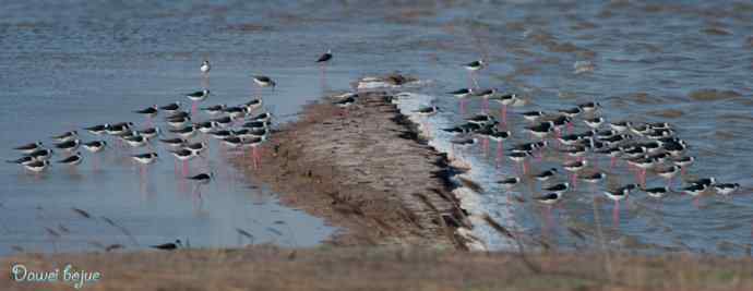 黑翅长脚鹬的港湾
