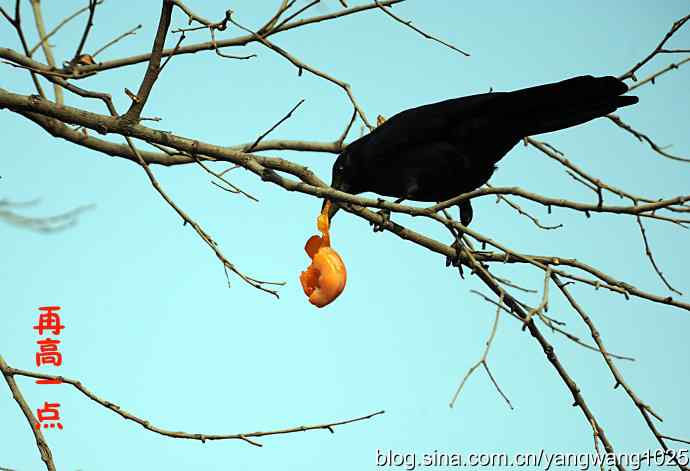 聪明的乌鸦 wbr1 聪明的乌鸦 wbr1