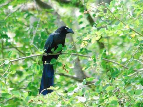 奇特的盔：大犀鹃