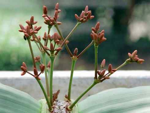 鱼类活化石：弓鳍鱼