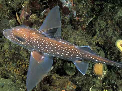 鱼类活化石：银鲛