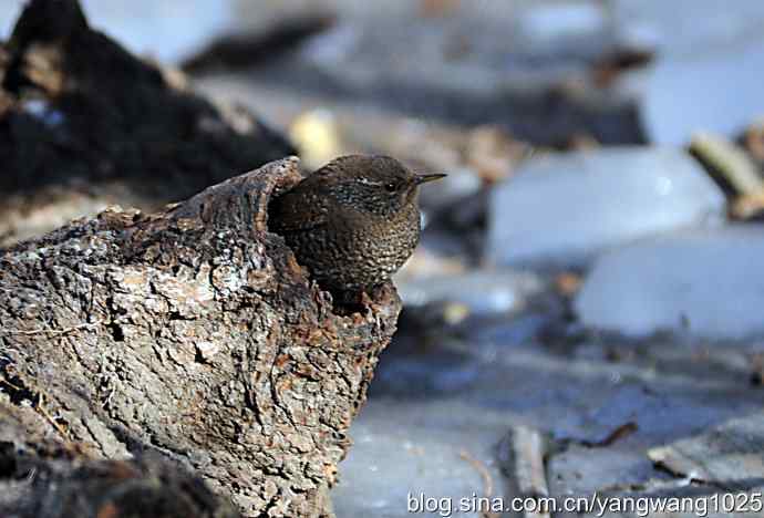 恋窝的鹪鹩 wbr1