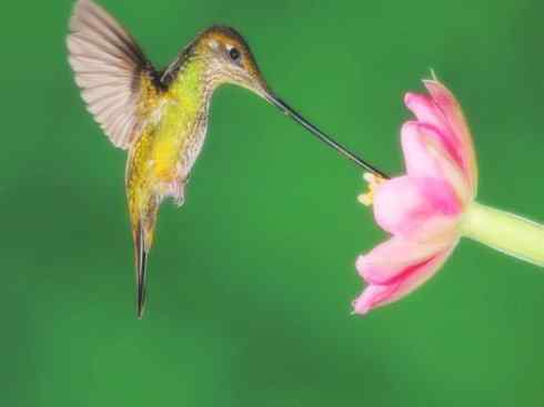 猎奇：奇特的鸟喙之九