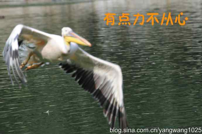 舞（大鹈鹕之舞）