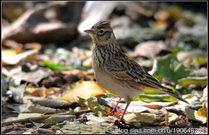 猫---天生的鸟类杀手! 猫---天生的鸟类杀手!
