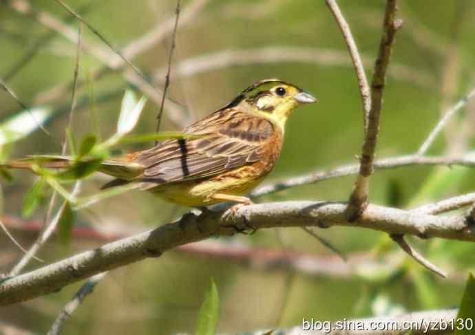 有幸记录到黄鹀(组图,7张图片)