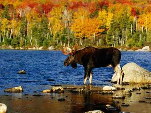 麒麟：传说的兽原型探秘（驼鹿）