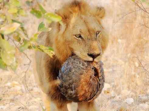 动物世界：山寨还是原创之六