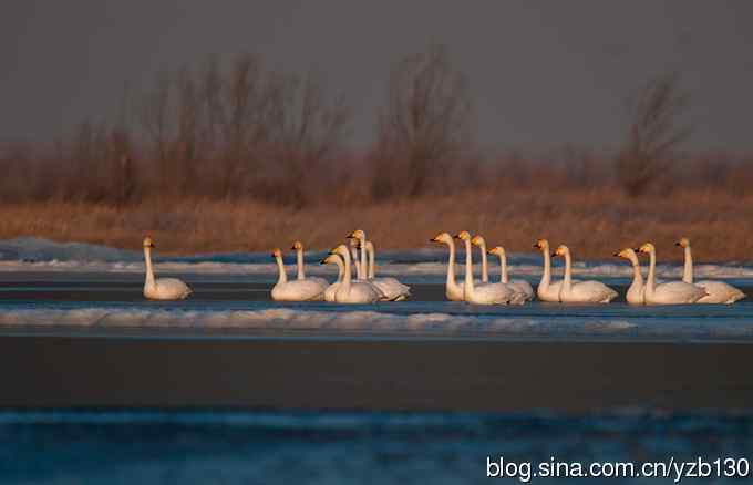 今日野鸭湖——大天鹅（组图，20张图片）