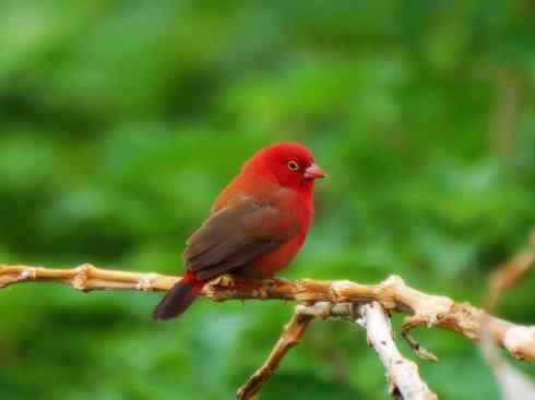 美丽无罪：雀鸟之欣赏