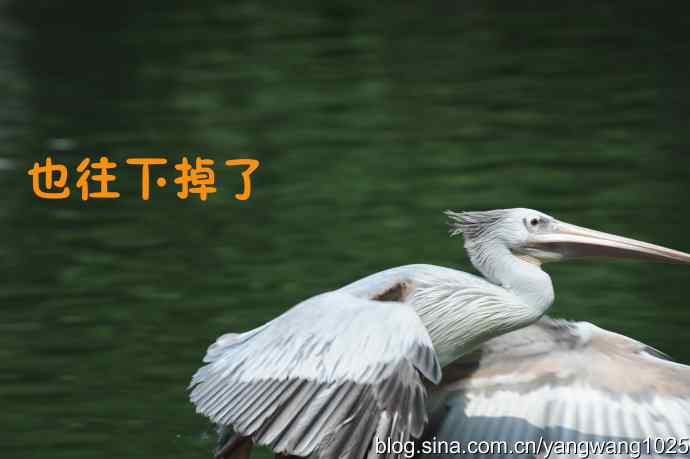 舞（大鹈鹕之舞）