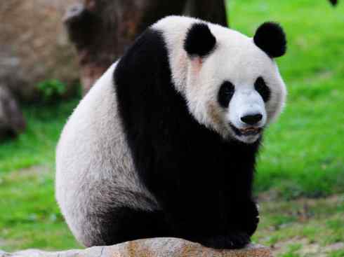 犬科：犬亚科犬属之灰狼