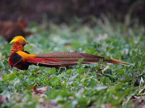 凤凰：传说中的鸟原型探秘（锦鸡）
