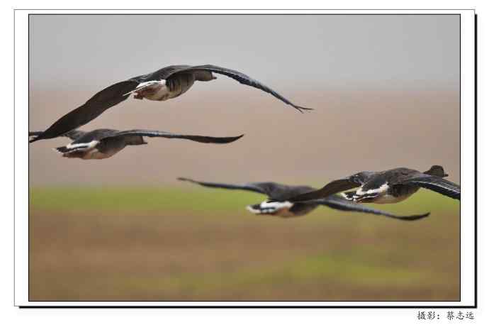 适马500mm镜头下的鄱阳湖大雁 适马500mm镜头下的鄱阳湖大雁