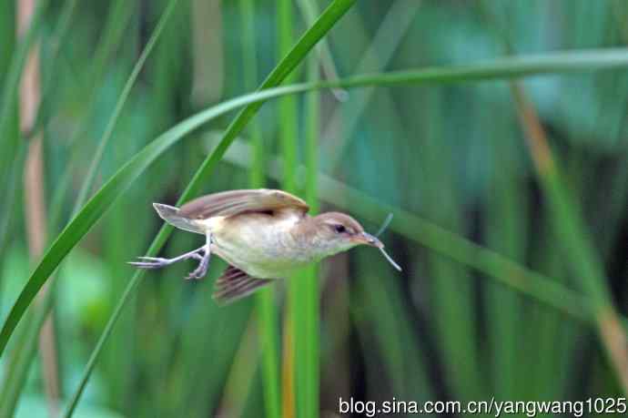 捕捉到豆娘的东方大苇莺