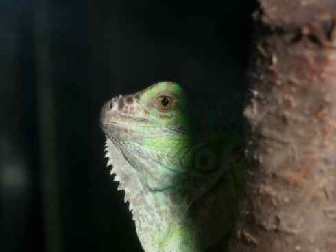 自然奇观：动物大迁徙(绿鬣蜥）