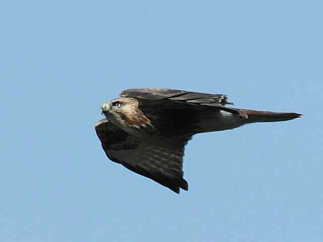 望京楼观赏猛禽迁徙