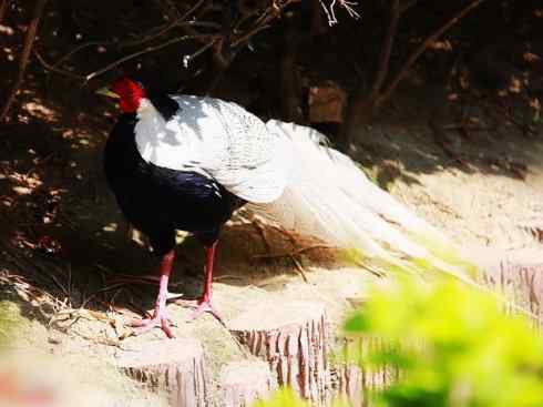 凤凰：传说中的鸟原型探秘（鹇）