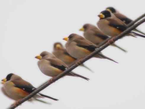 家禽驯化之源之二十二