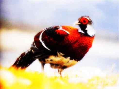 家禽驯化之源之八