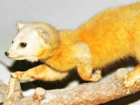 十大喜食蜂蜜动物：黄喉貂