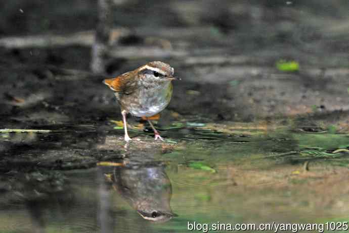 鳞头树莺（记录版）
