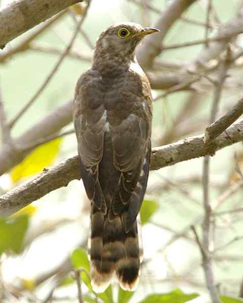 廖耿能讲杜鹃 廖耿能讲杜鹃