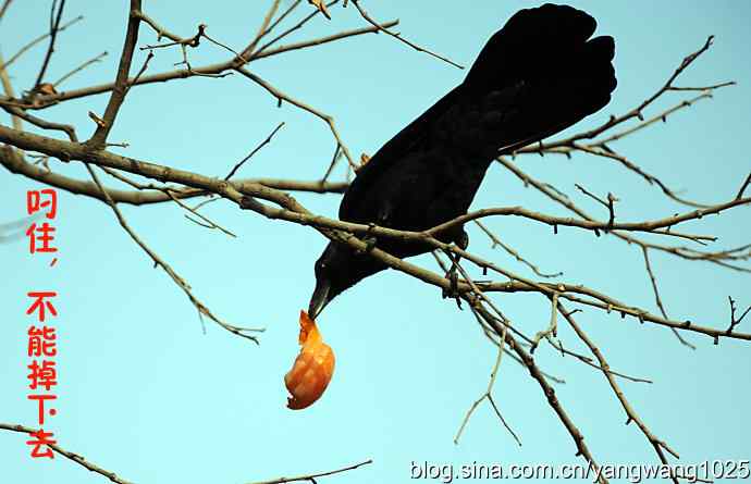 聪明的乌鸦 wbr1 聪明的乌鸦 wbr1