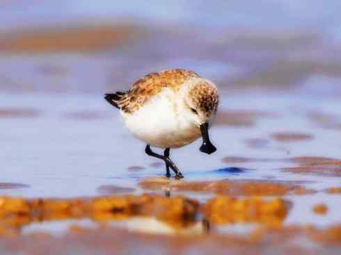 猎奇：奇特的鸟喙之五(重发之翘嘴鹬)