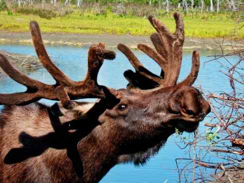 麒麟：传说的兽原型探秘（驼鹿）