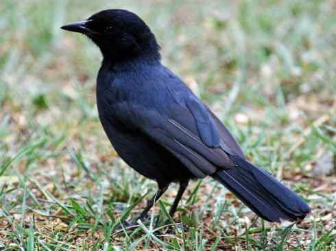 美丽无罪：雀鸟之丛伯劳