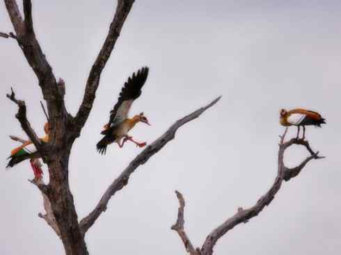 家禽驯化之源之三