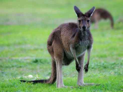 动物世界：山寨还是原创之八